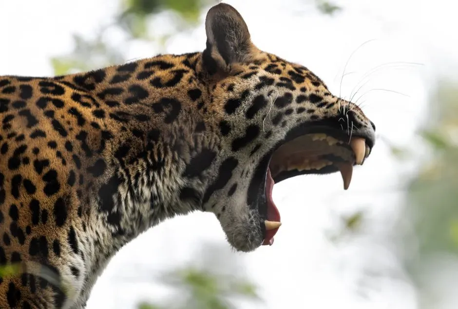 #4 Cracking armor that stops everything else (Image Credits: Pexels)