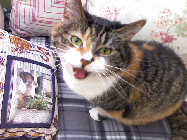 Their Voice Calls Out in Familiar Spaces (Image Credits: Wikimedia)