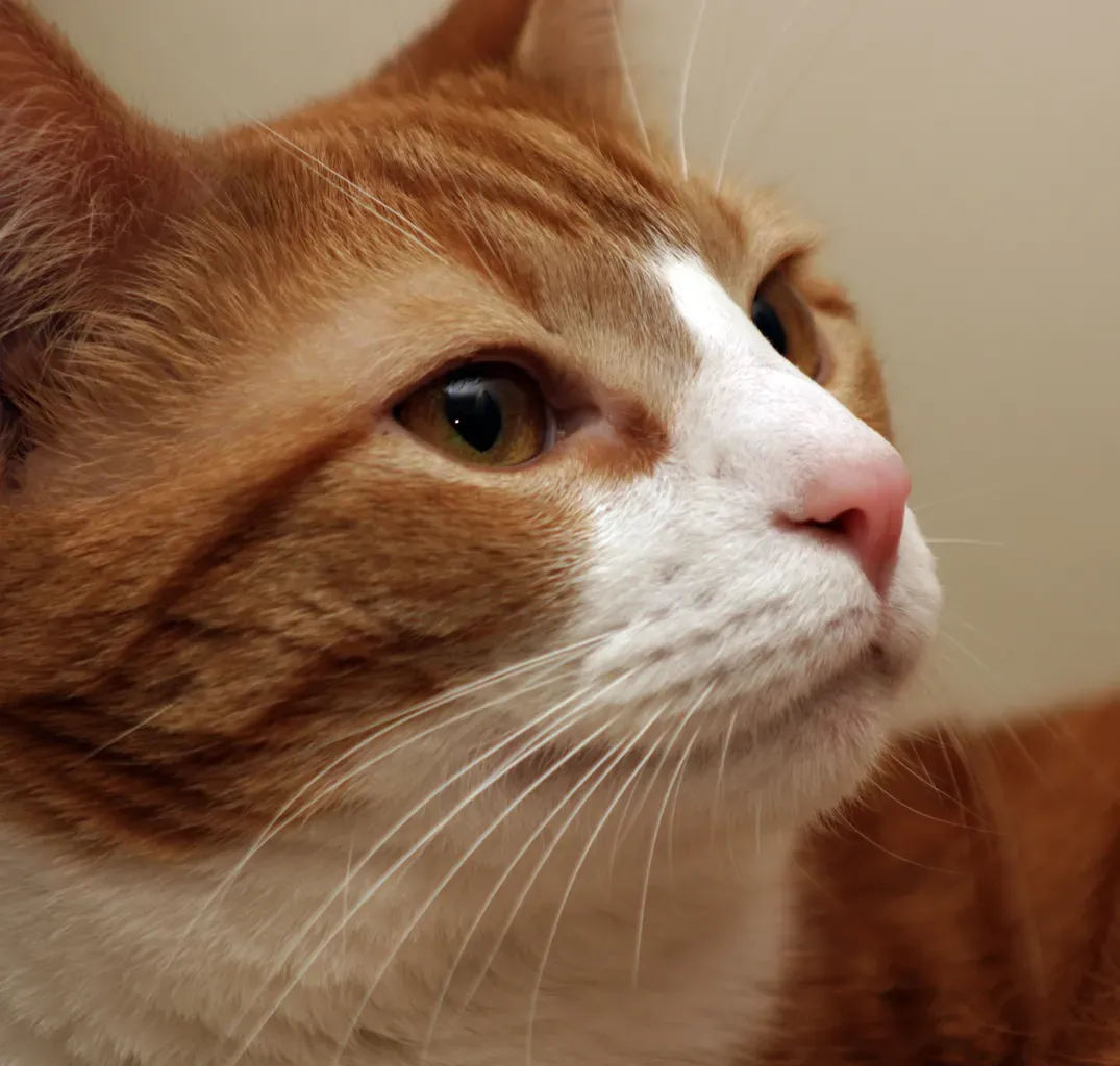 Whisker Fatigue Is a Real Condition That Causes Stress (Image Credits: Wikimedia)