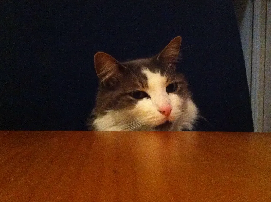 They're Genuinely Curious About What You're Doing (Image Credits: Flickr)