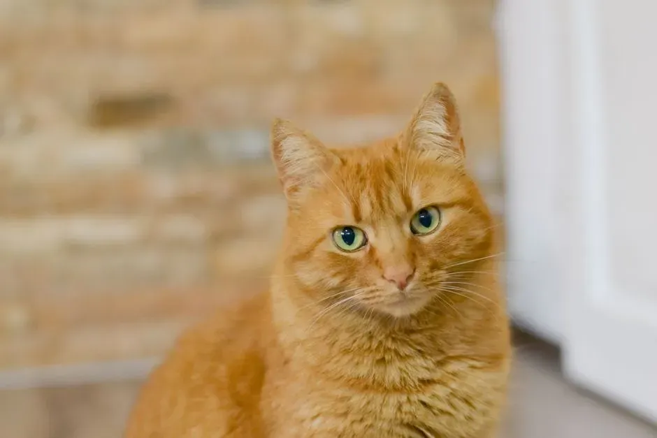 #25 - Missing the Cat Within Minutes of Being Away From Home (Image Credits: Pexels)