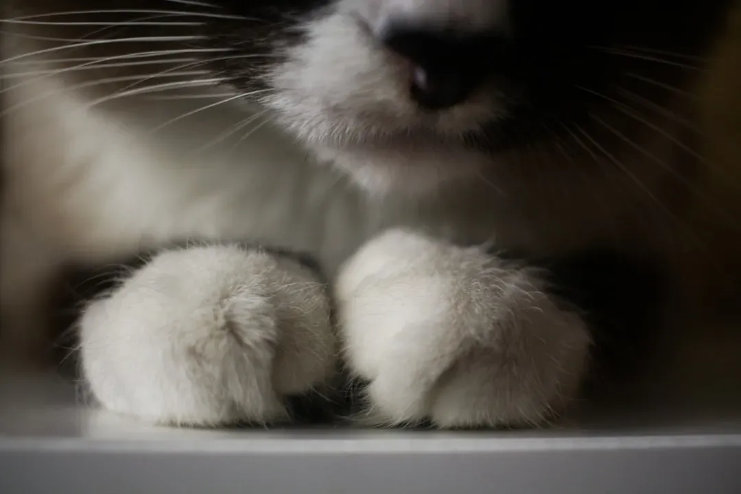 The Scent Glands Hidden in Their Paws (Image Credits: Unsplash)