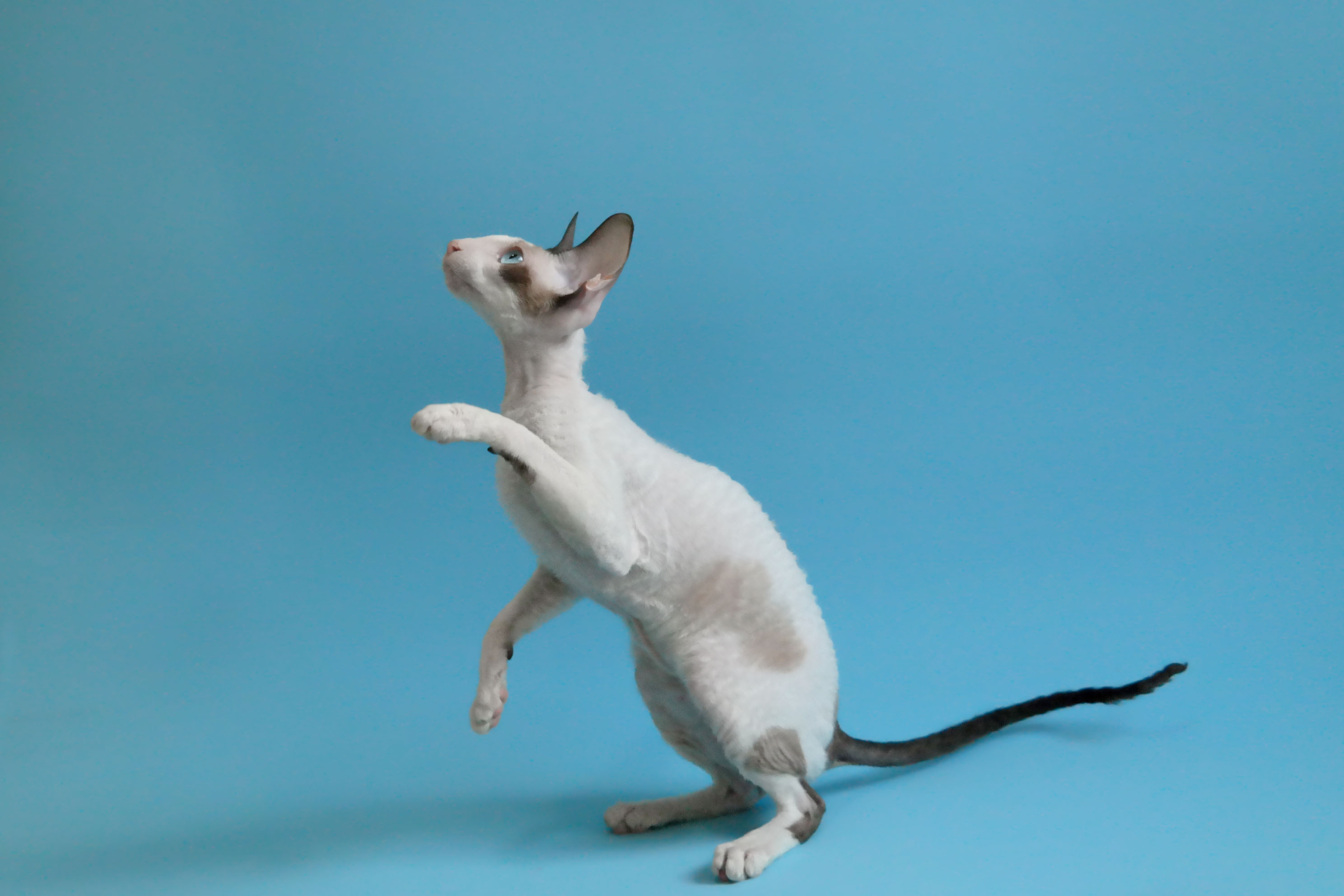 Cornish Rex (Image Credits: Wikimedia)