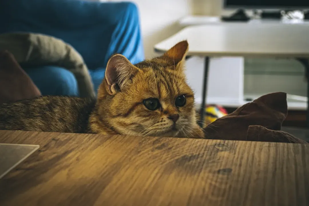 Object Permanence: Your Cat Knows You Exist When You Leave the Room (Image Credits: Unsplash)
