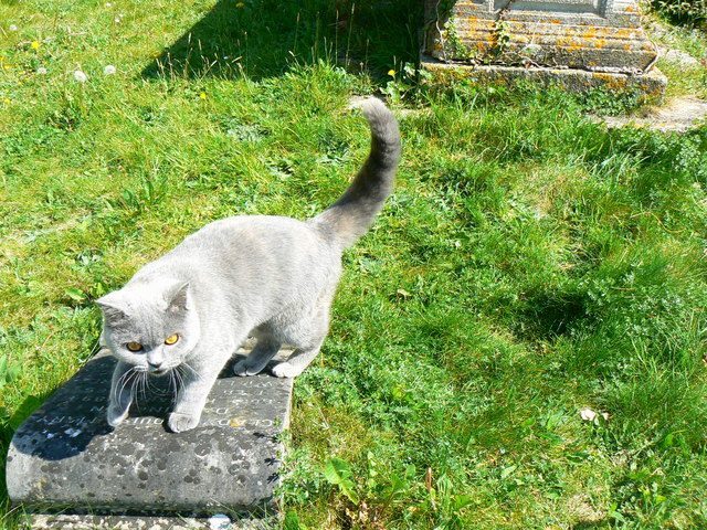 The Perfect Tail Position Speaks Volumes (Image Credits: Wikimedia)