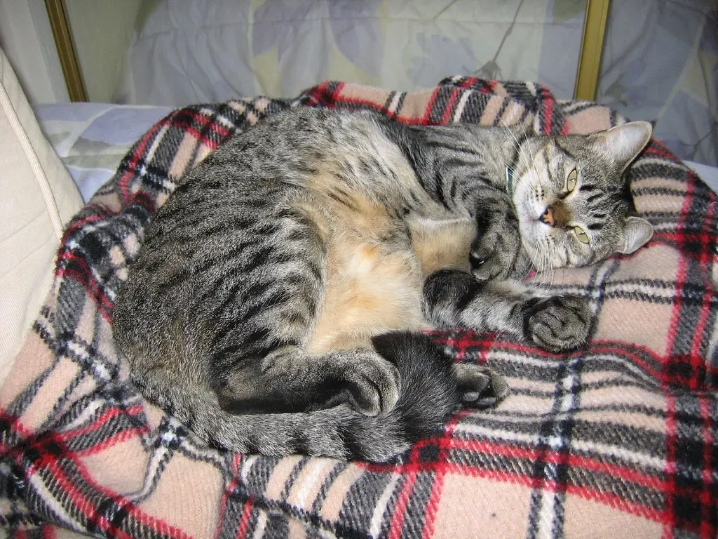 Exposing Their Belly (Image Credits: Flickr)