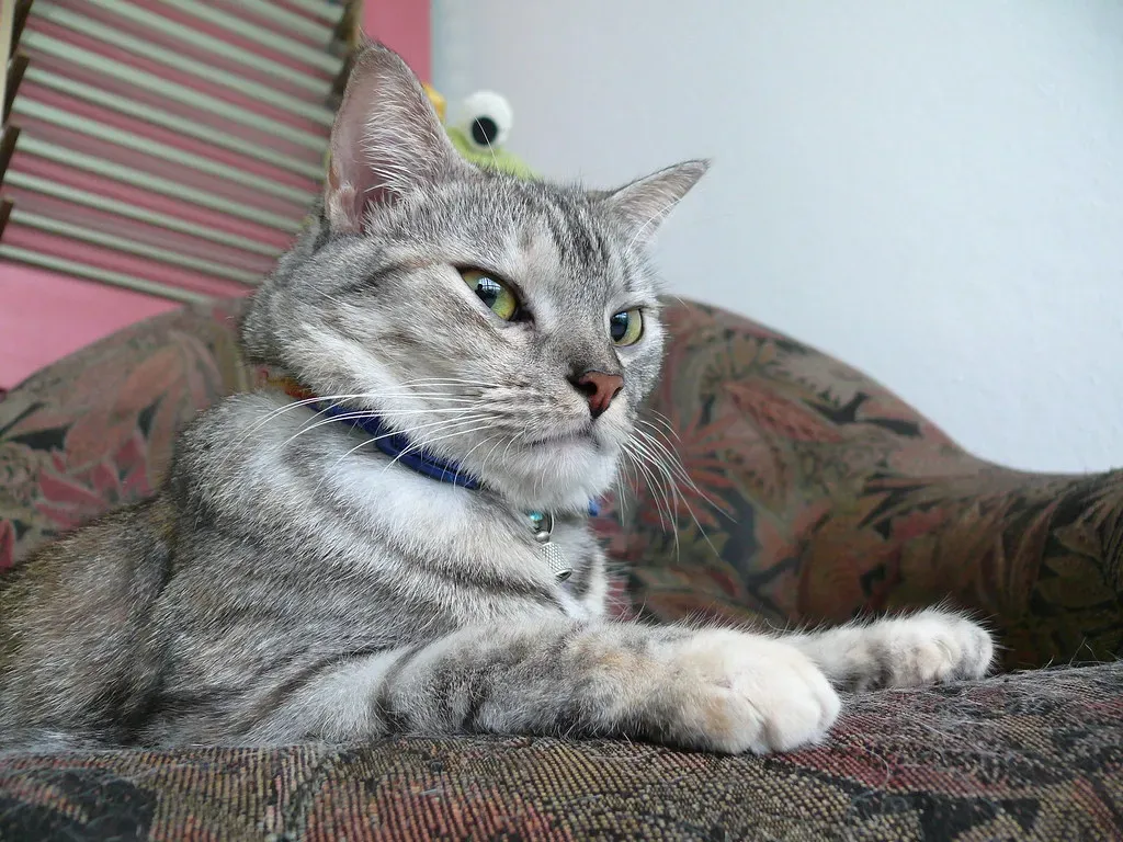 The Side-Eye When You're Eating Something They Want (Image Credits: Flickr)