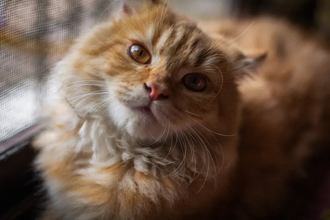 Siberian Cat (Image Credits: Unsplash)