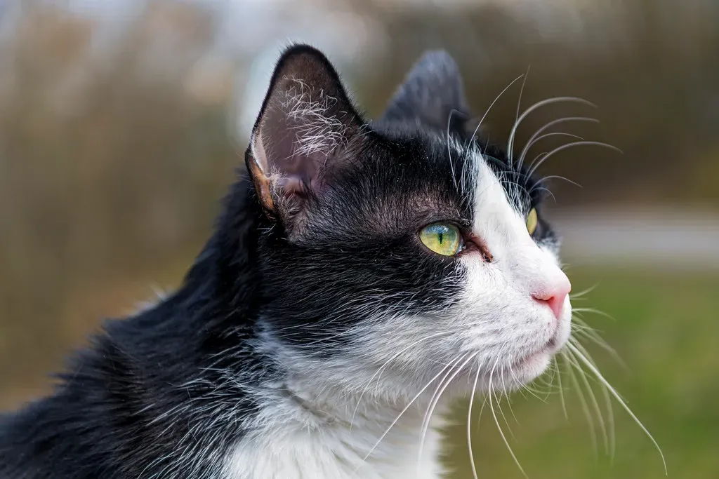 Tone Matters More Than Words (Image Credits: Flickr)