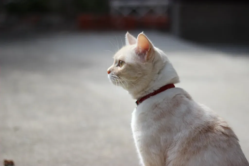 Cats Always Land on Their Feet (Image Credits: Flickr)