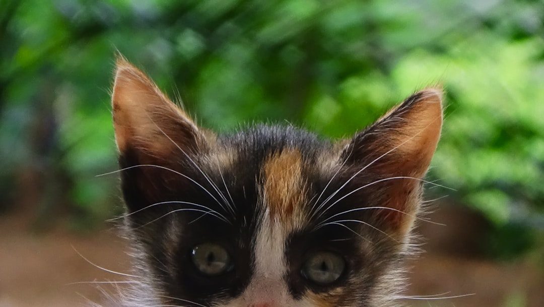 They Can Hear Conversations You Can't Even Imagine (Image Credits: Unsplash)