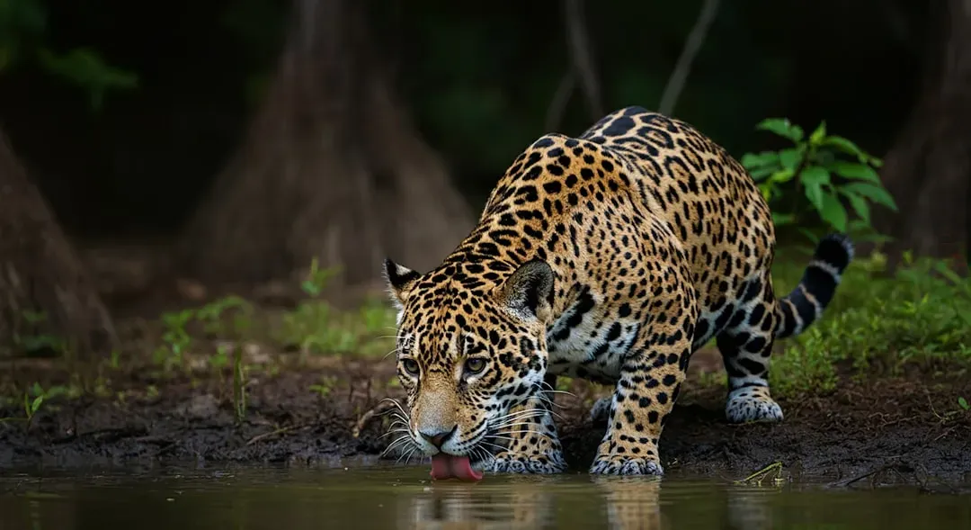 #9. They are almost entirely solitary, unlike lions (Image Credits: Unsplash)