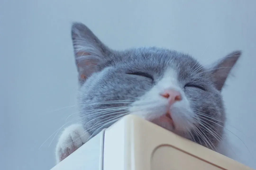 Warmth, Privacy, and the Perfect Nap Spot (Image Credits: Unsplash)