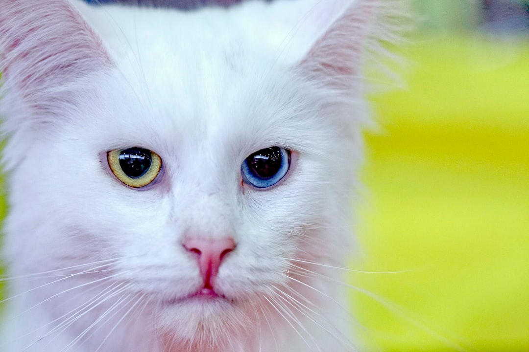 Turkish Angora: The Elegant Rebel (Image Credits: Unsplash)
