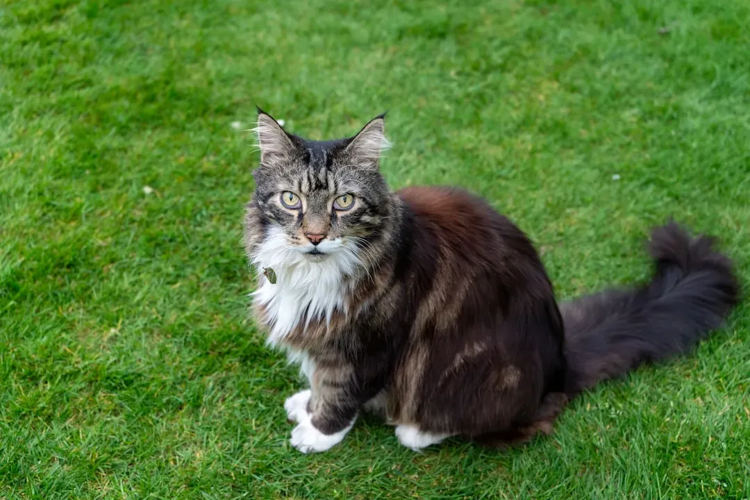 Maine Coon Cats: Gentle Giants with Hidden Health Risks (Image Credits: Unsplash)