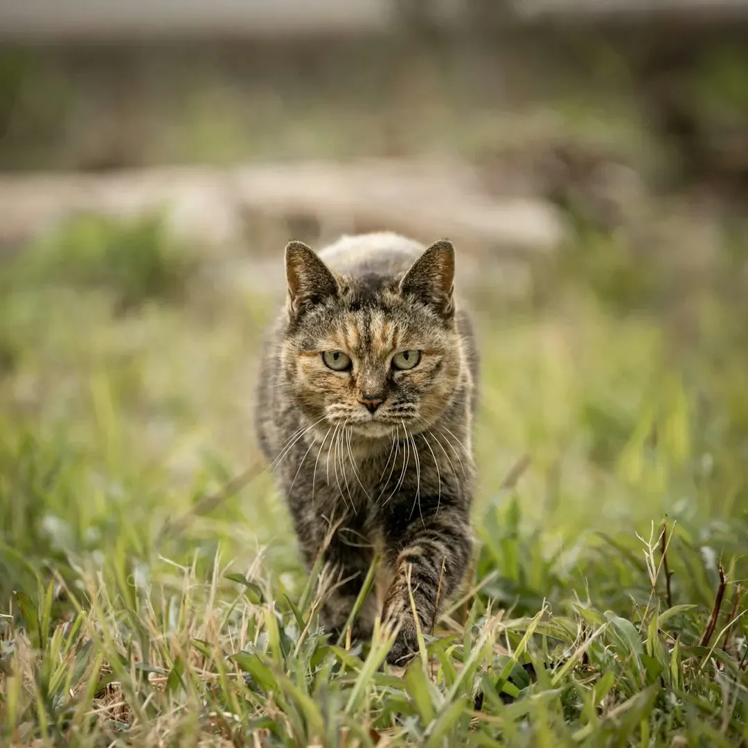 The Anatomy of a Perfect Predator: Your Cat's Hidden Superpowers (Image Credits: Unsplash)