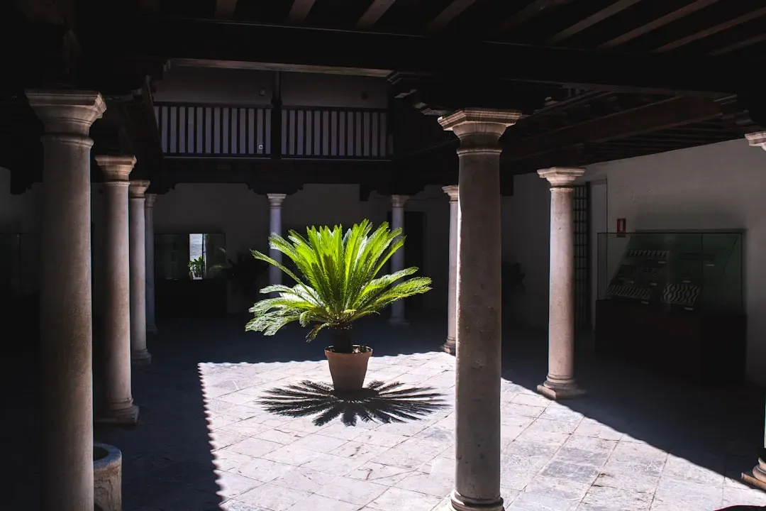 3. Sago Palm (Cycas revoluta) (Image Credits: Unsplash)