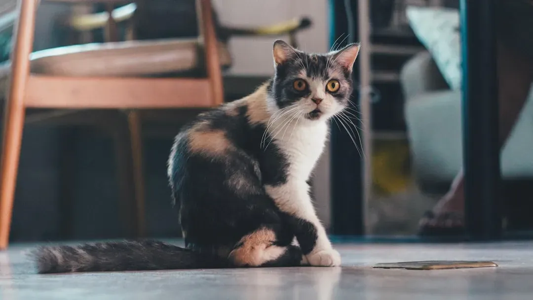 Indoor Cats Don't Need Flea Prevention (Image Credits: Unsplash)