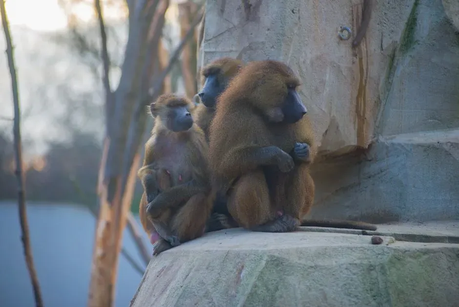 #7 Baboon troops (Image Credits: Pexels)