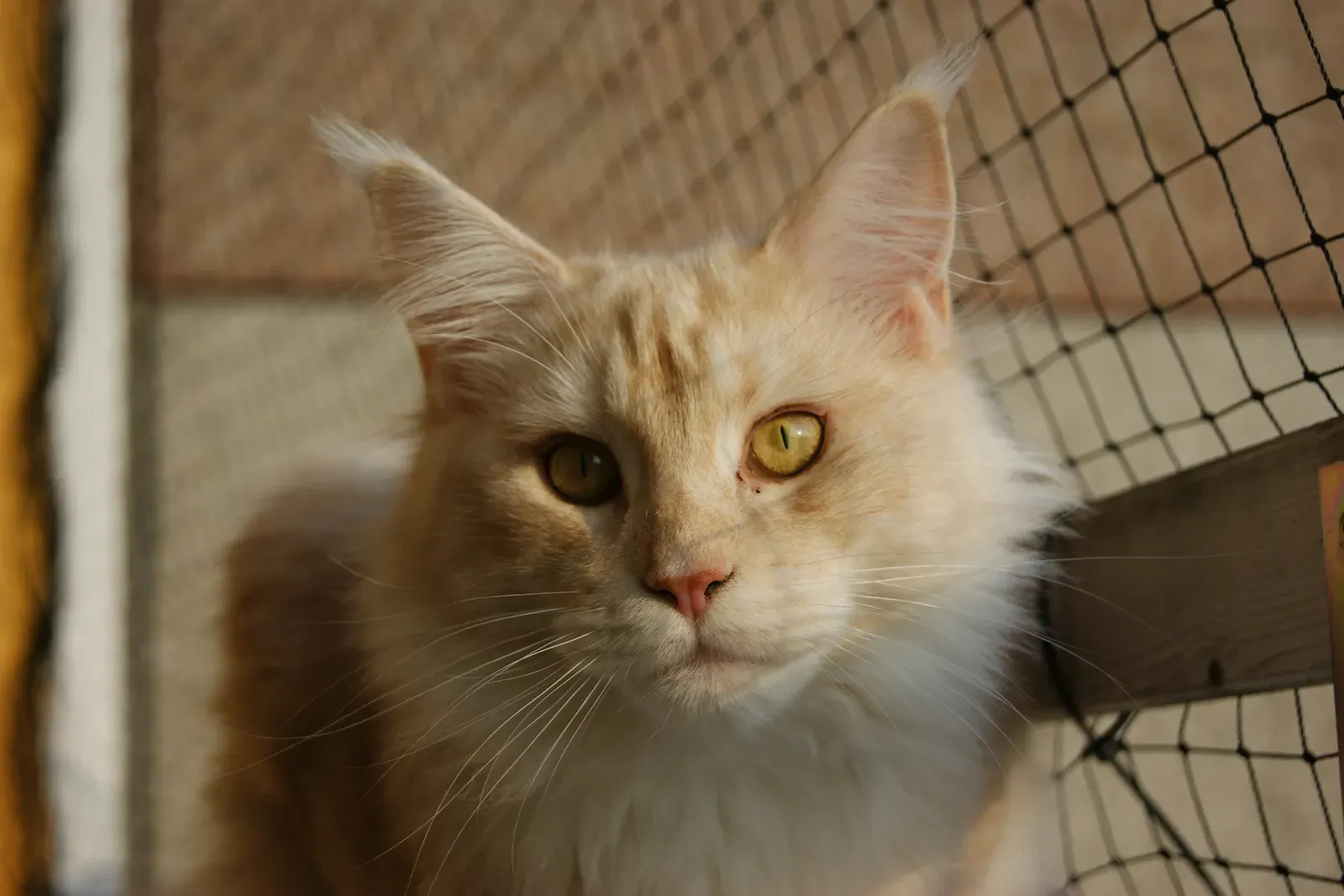 5. They're Protecting You in Their Own Way (Image Credits: Wikimedia)