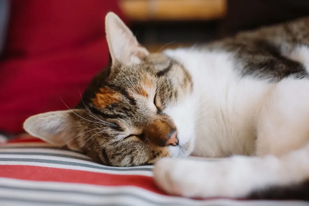 What Actually Plays Out in Their Dreams (Image Credits: Unsplash)