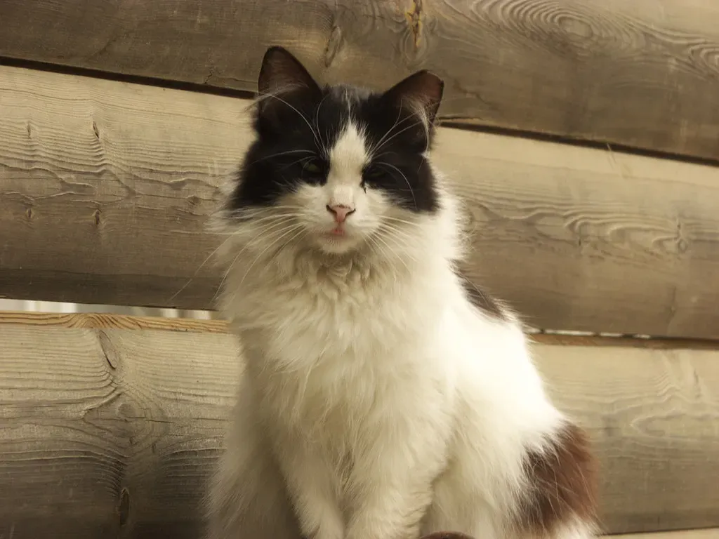 Cats Teach You to Be Present and Mindful (Image Credits: Flickr)