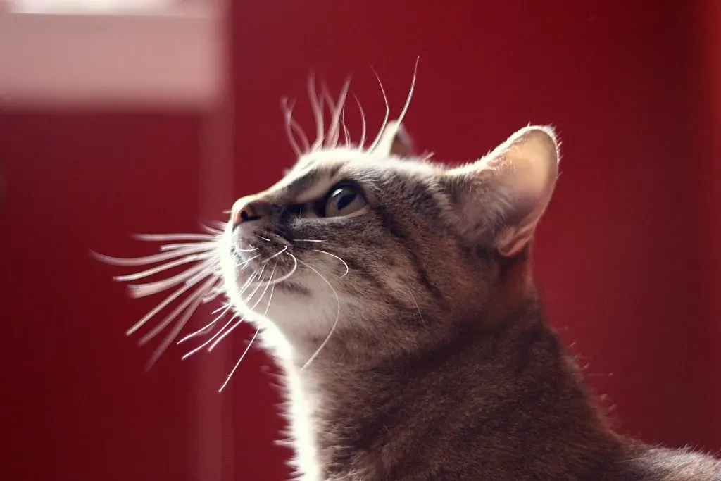 How Whiskers Help Cats Navigate the World, Especially in the Dark (Image Credits: Flickr)
