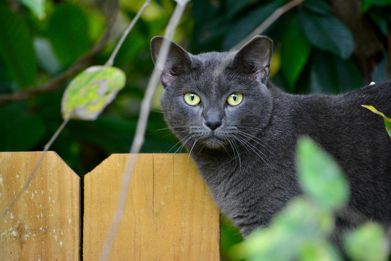 Korat Cats (Image Credits: Pixabay)