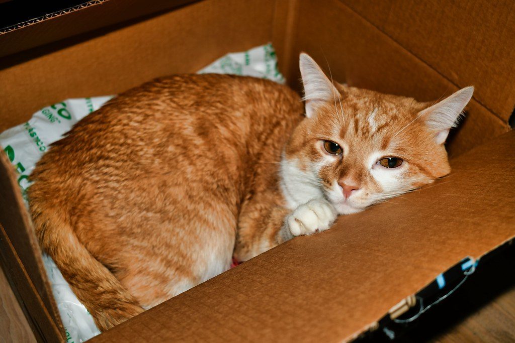 Obsession with Boxes (Image Credits: Flickr)