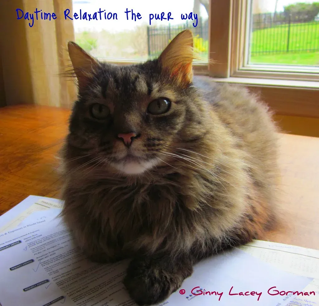 #5 Leo: The Maine Coon (ginnylgorman, Flickr, CC BY 2.0)