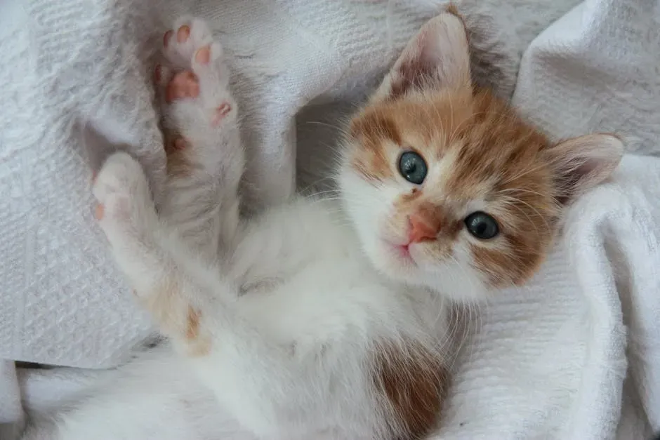 Purring as a First Language: The Kitten Bond (Image Credits: Pexels)