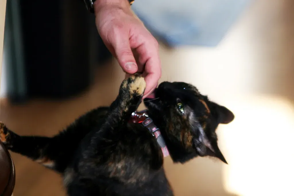 The Taste Factor (Image Credits: Flickr)