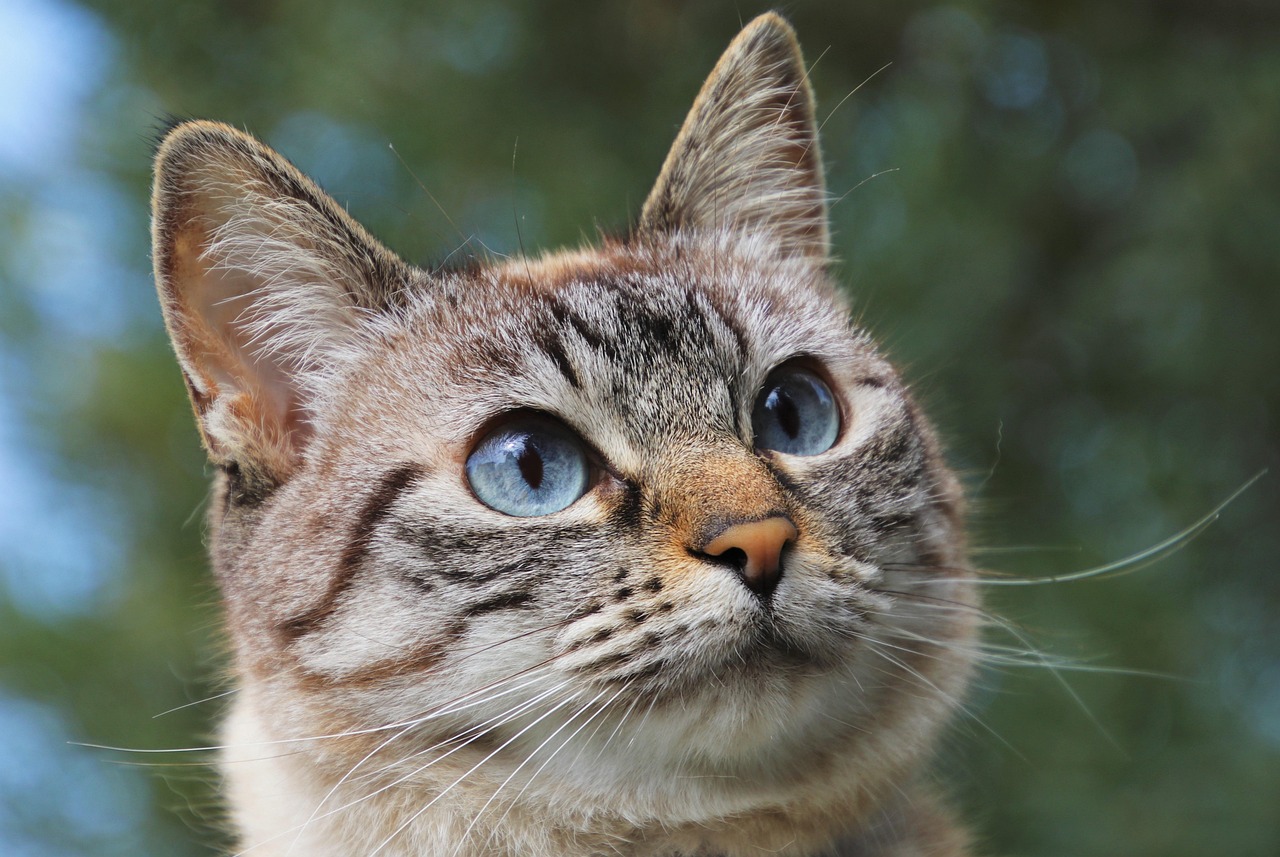 The Silent Language of Farewell (Image Credits: Pixabay)