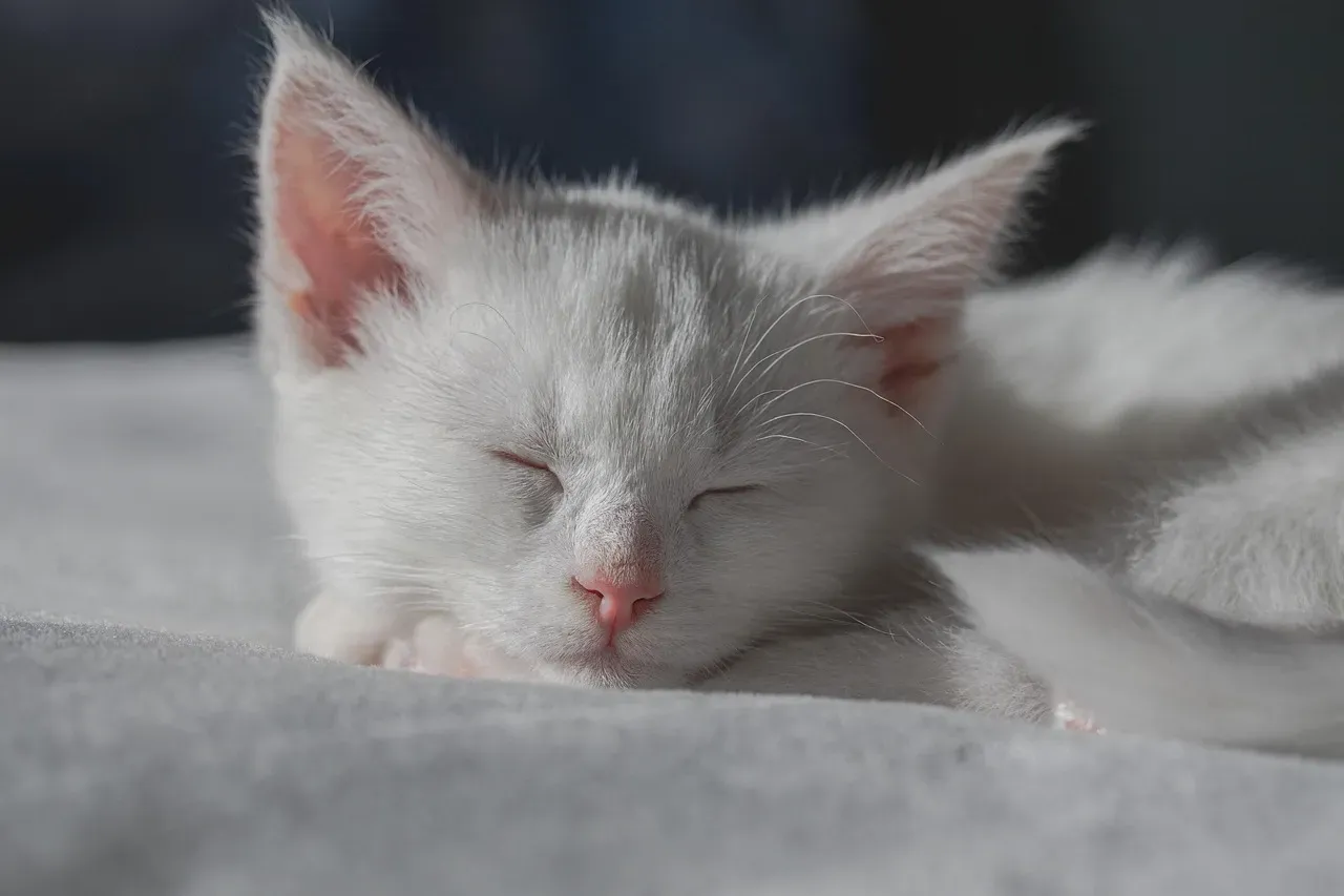 Kittens Dream Differently Than Adult Cats (Image Credits: Pixabay)