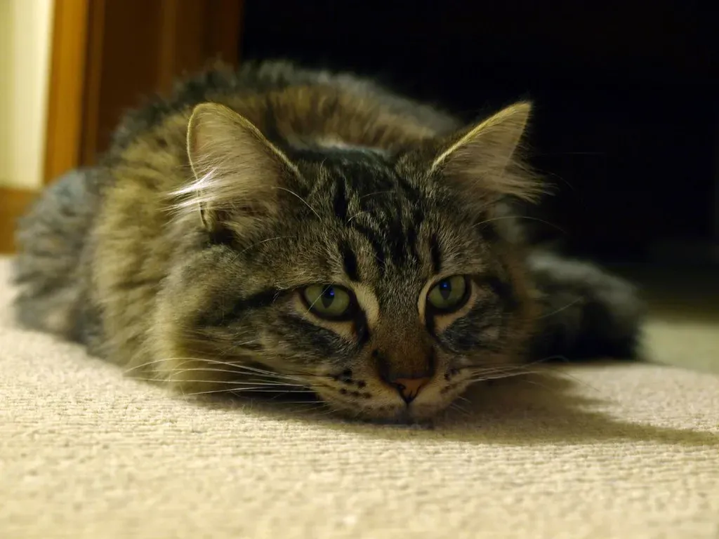 Stress Written in Every Strand (Image Credits: Flickr)