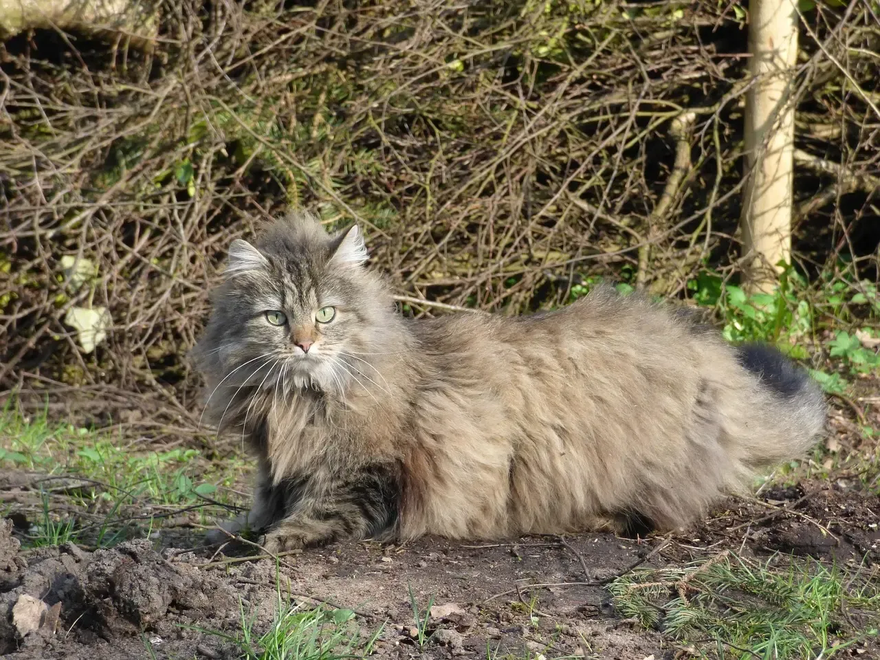 Norwegian Forest Cats: Active Adventurers (Image Credits: Pixabay)