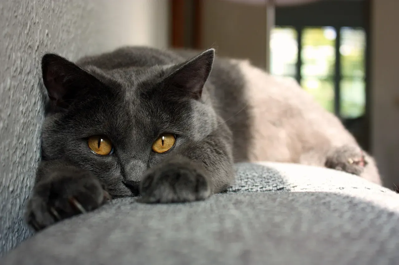 17. Chartreux: Quiet And Reserved (Image Credits: Pixabay)