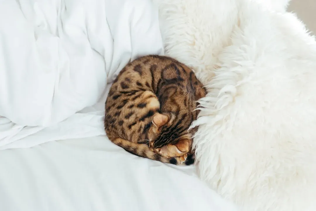 The Curled-Up Ball: Your Cat's Security Blanket (Image Credits: Unsplash)