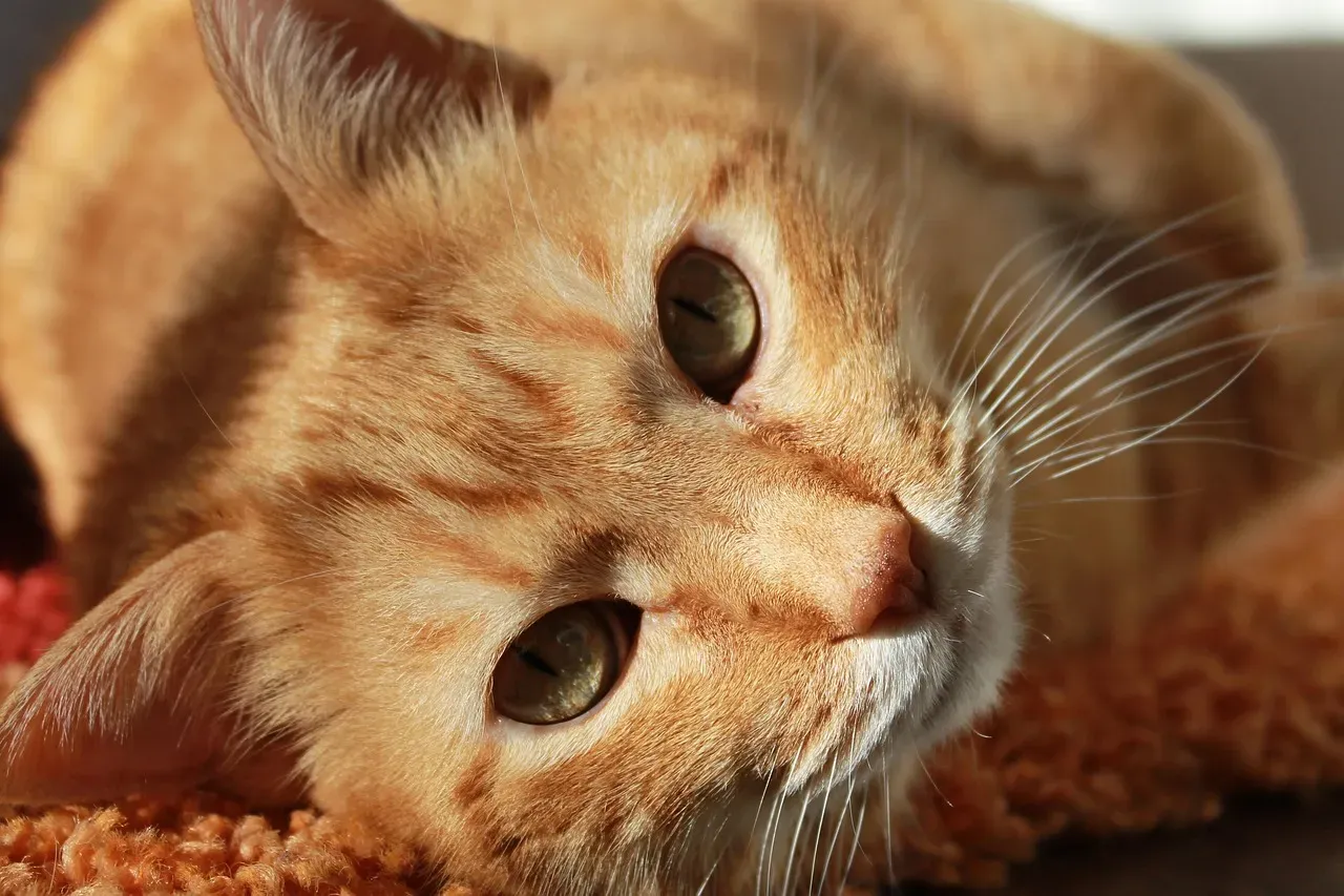 #5 - The One-Ear-Off-Duty Swivel (Image Credits: Pixabay)