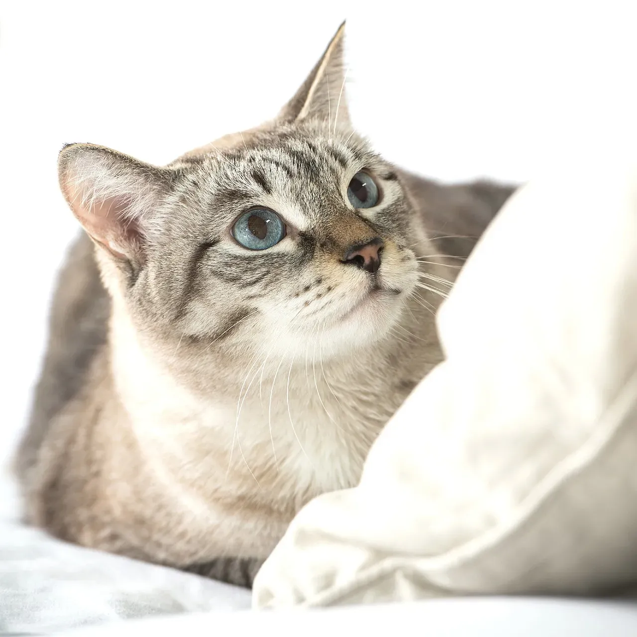 #2 – They Rally Briefly - Just Enough to Find You (Image Credits: Pixabay)