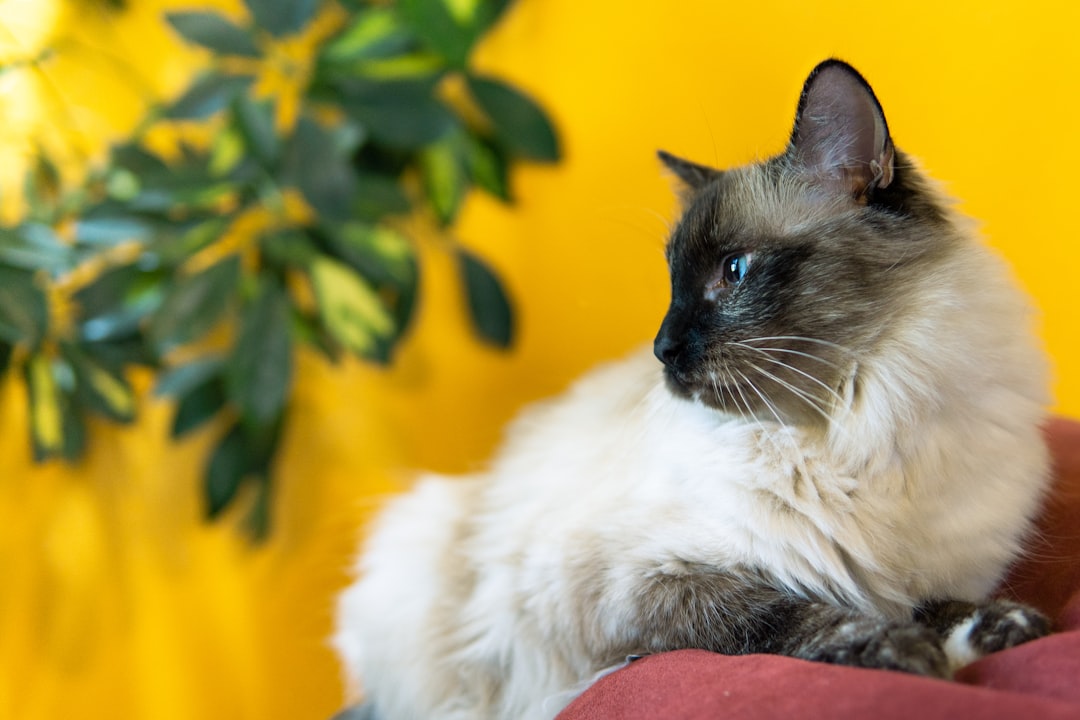 6. Birman: Sacred Companions of Tranquility (Image Credits: Unsplash)