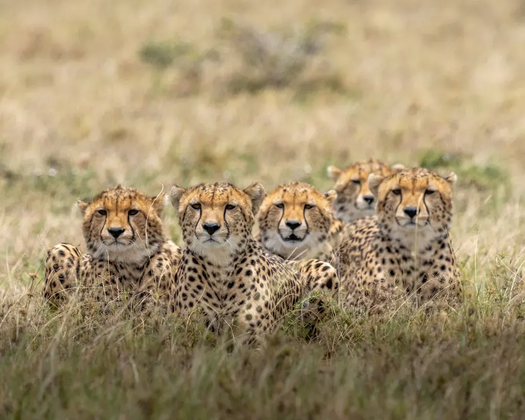 #9 Females raise cubs completely alone, and mortality in the first weeks is brutal (Image Credits: Unsplash)