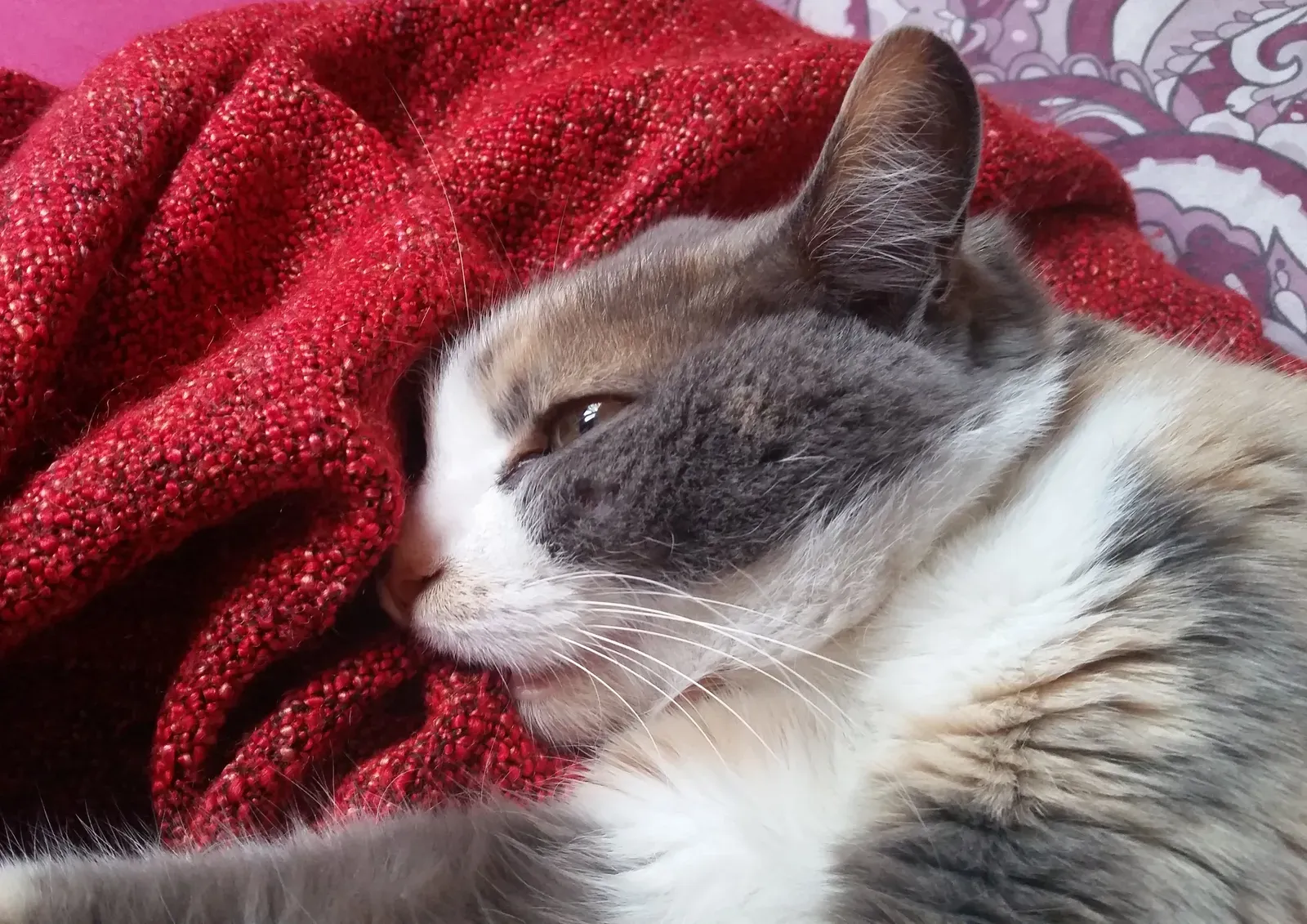 The Self-Soothing Mechanism (Image Credits: Wikimedia)