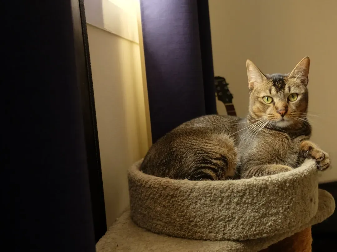 Conclusion: Your Cat's Sanctuary Awaits (Image Credits: Unsplash)