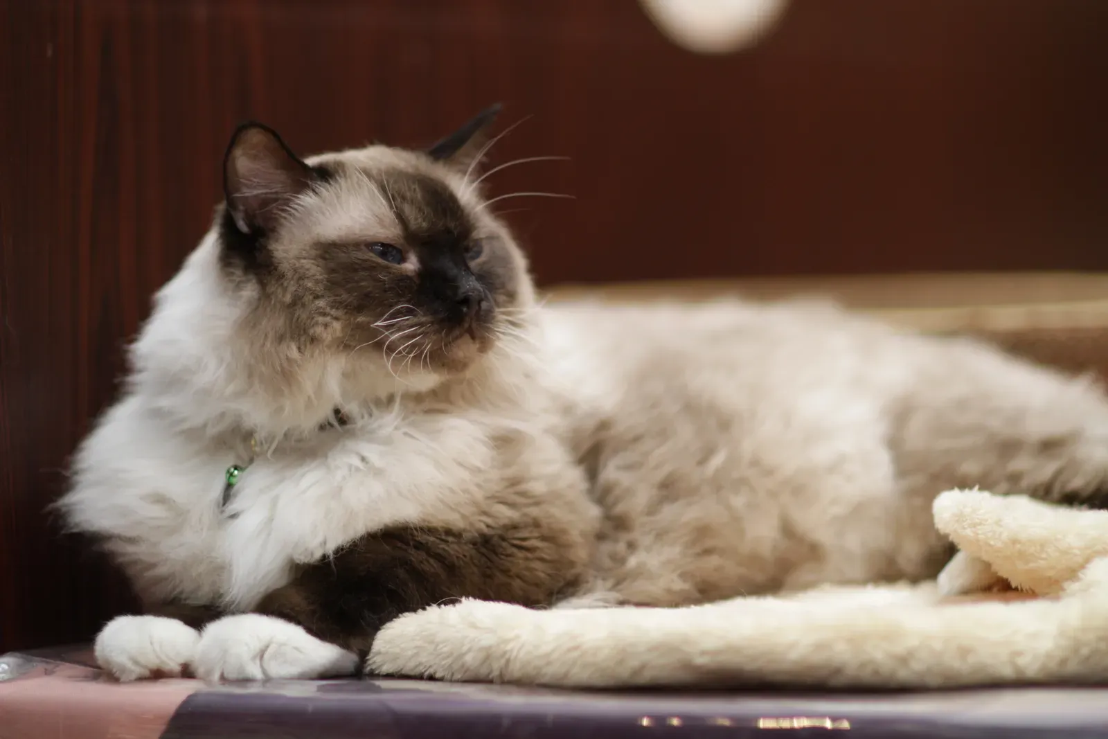#14 Exotic Longhair (Fluffy-fluffy cat

Uploaded by SunOfErat, CC BY-SA 2.0)