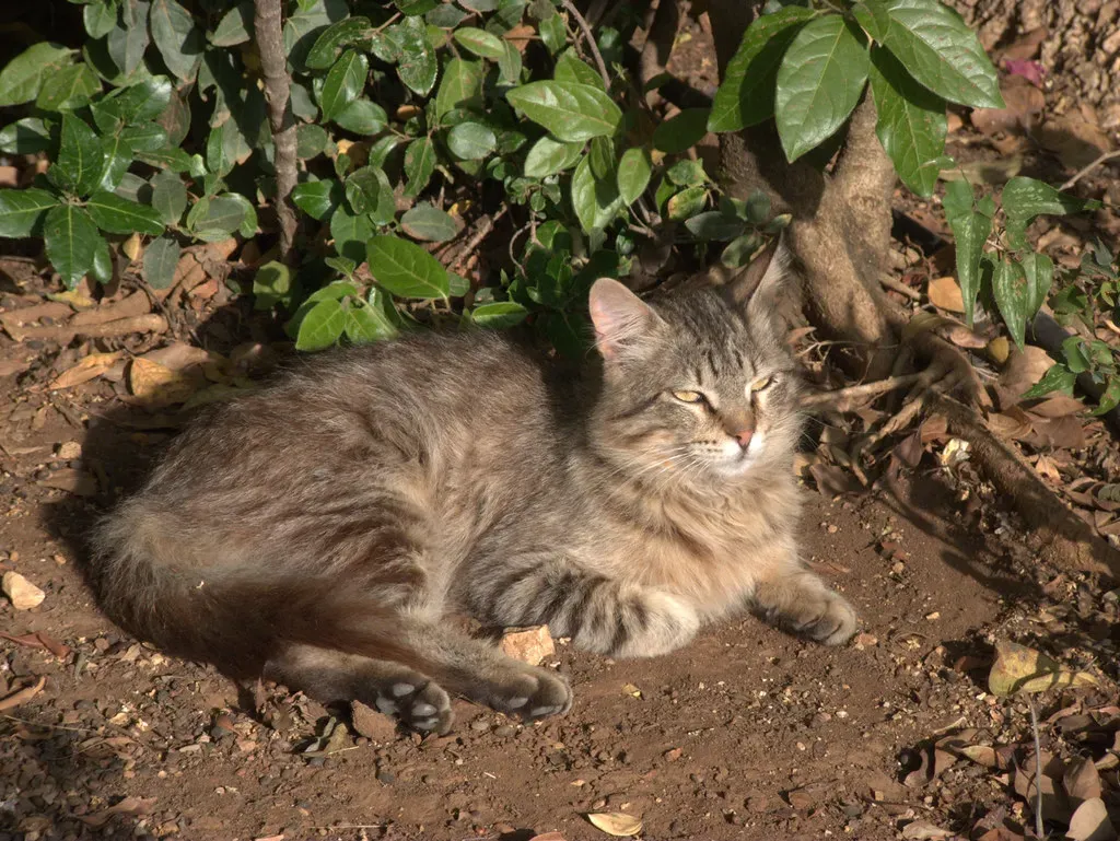 Your Blood Pressure Stays More Stable (Image Credits: Flickr)