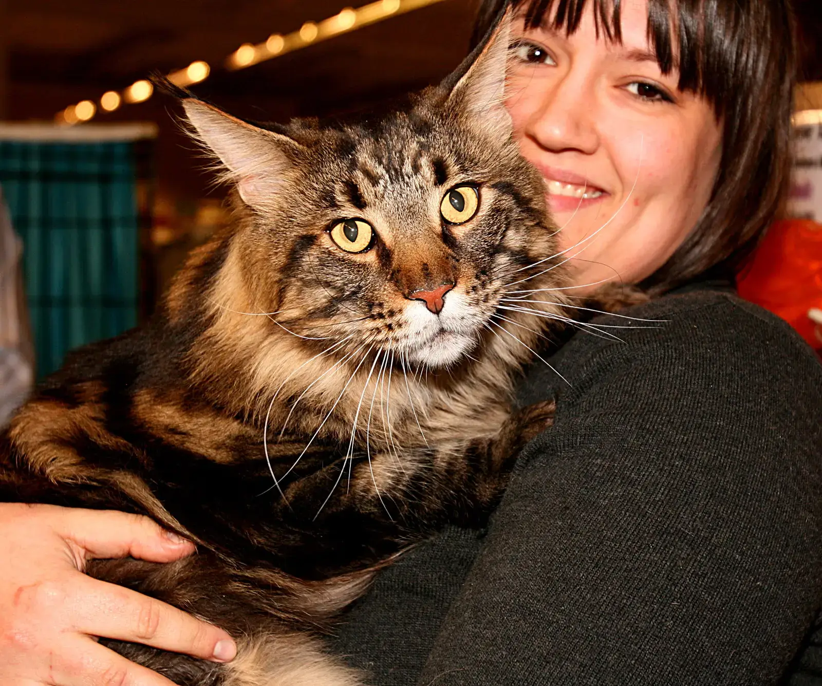 Conclusion (Image Credits: Wikimedia)