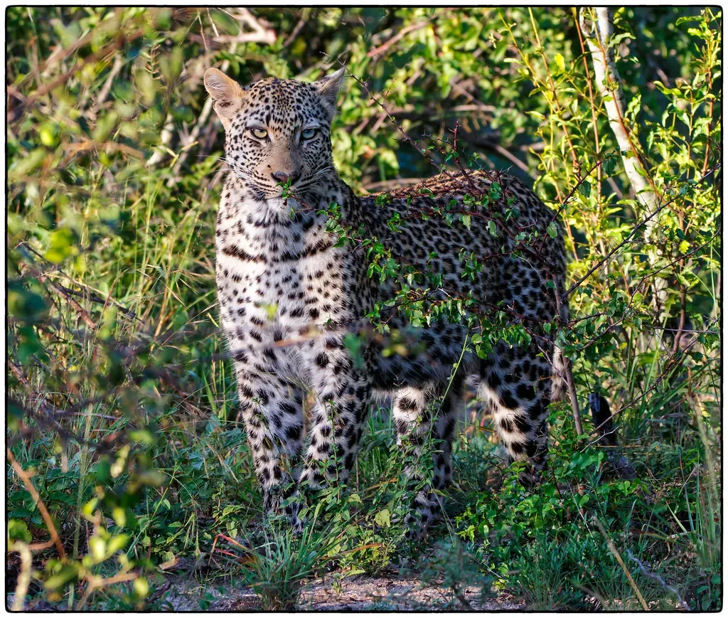 #10 Leopard: the cat that hunts twice, once on the ground and once in a tree (Zambog, Flickr, CC BY-SA 2.0)