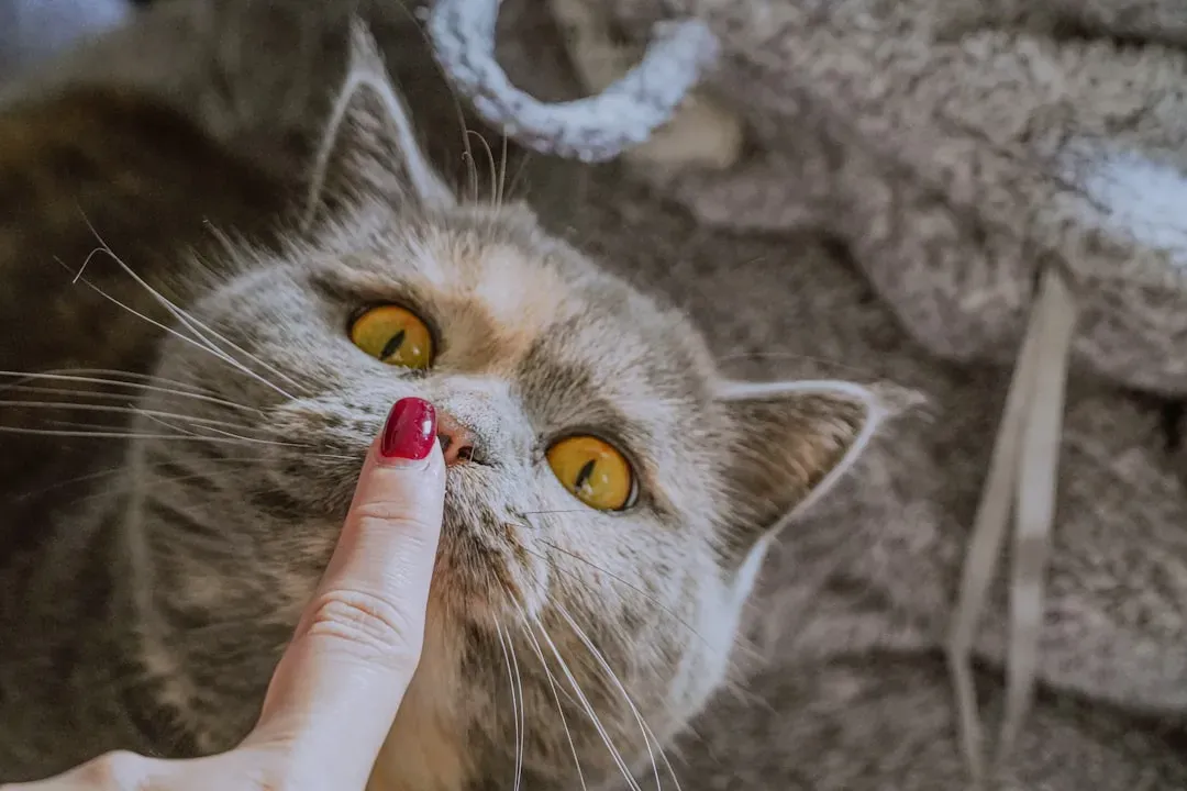 Your Cat Keeps Everything Strictly Confidential (Image Credits: Unsplash)