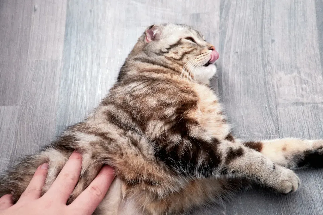 5. Your Questionable Petting Technique (Image Credits: Unsplash)